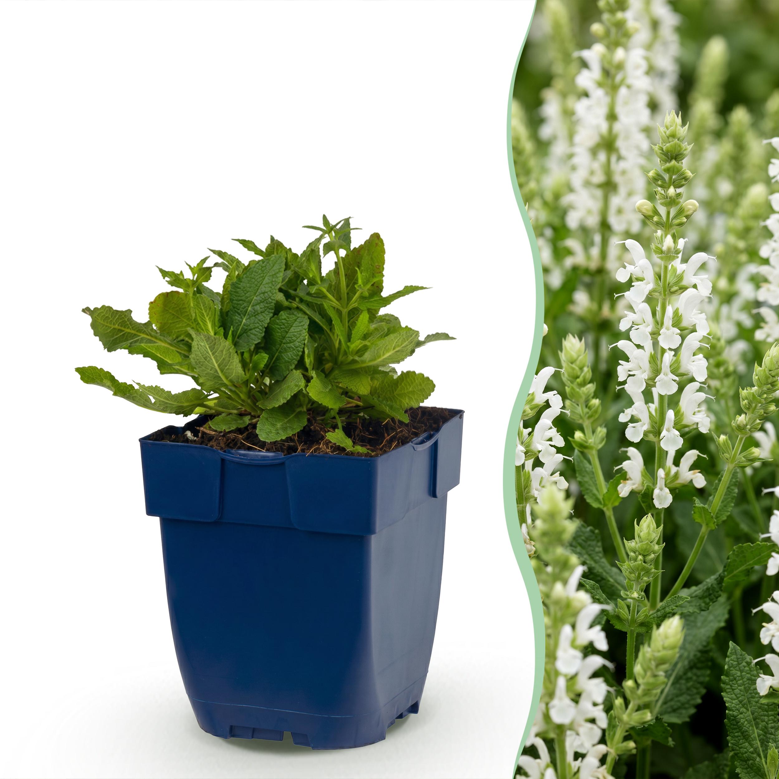 24x Salvia Nem. Schneehügel - Salie - Bijen En Vlinderlokkers - Wit - Ø 11Cm - ↑ 15-25Cm