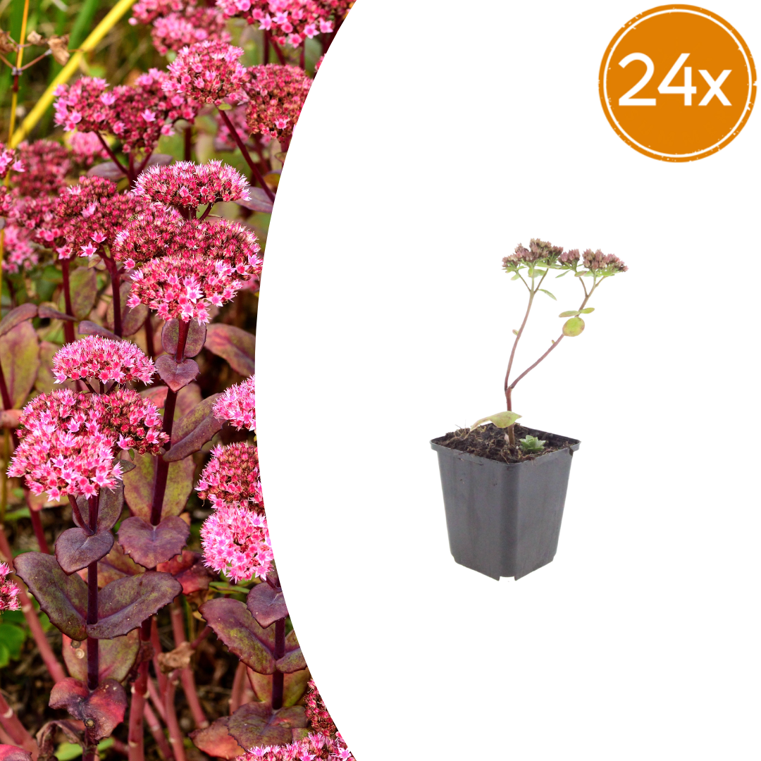 24X Sedum 'Matrona' - ↕10-25Cm - Ø9Cm