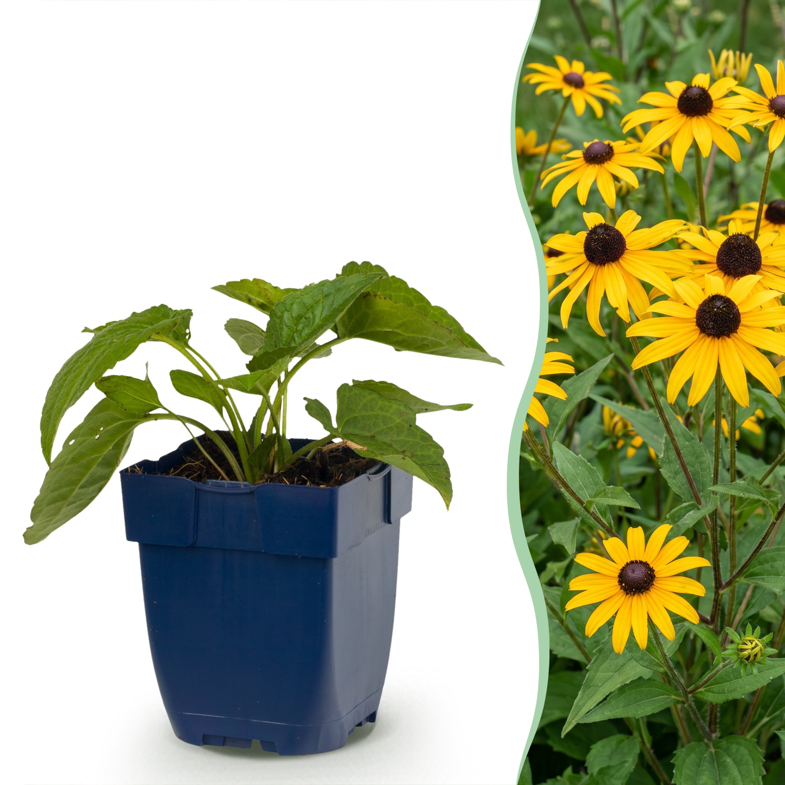 24x Rudbeckia Fulg. Goldsturm - Gele Zonnehoed - Bijen- En Vlinderlokkers - Geel - Ø 11Cm - ↑ 15-25Cm