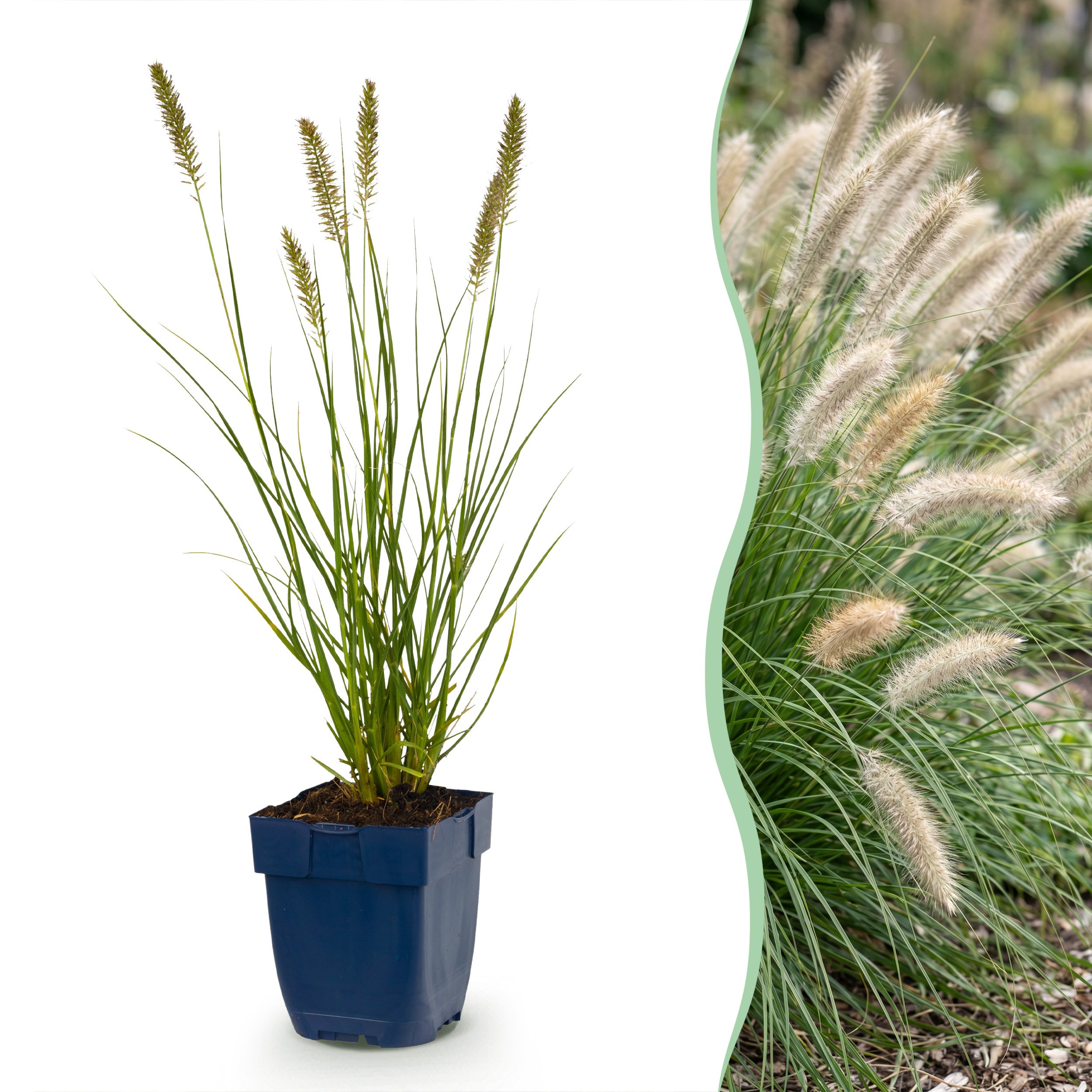 24x Grassen - Pennisetum Alop. Hameln - Lampenpoetsergras - Met Pluim - Groen - Ø 11Cm - ↑ 15-25Cm