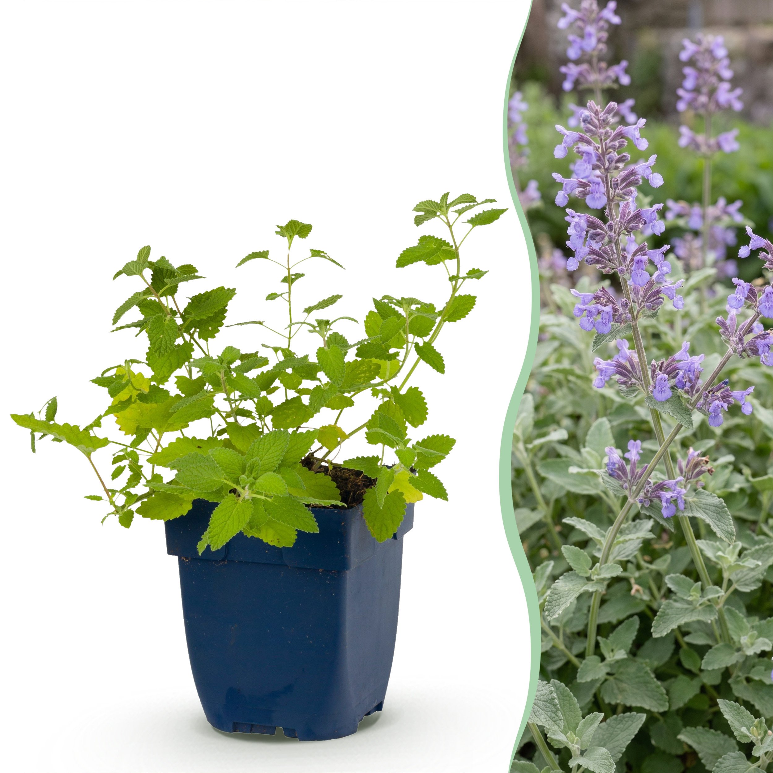 24x Nepeta Faassenii - Kattenkruid - Bijen- En Vlinderlokkers - Paars - Ø 11Cm - ↑ 15-25Cm
