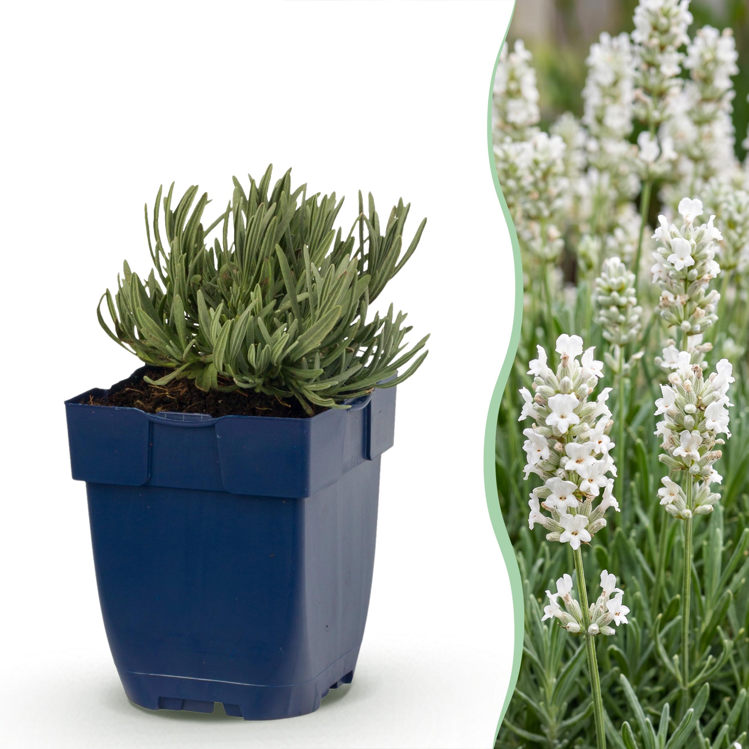 24x Lavandula Ang. Hidcote - Lavendel - Geurend - Paars - Ø 11Cm - ↑ 15-25Cm