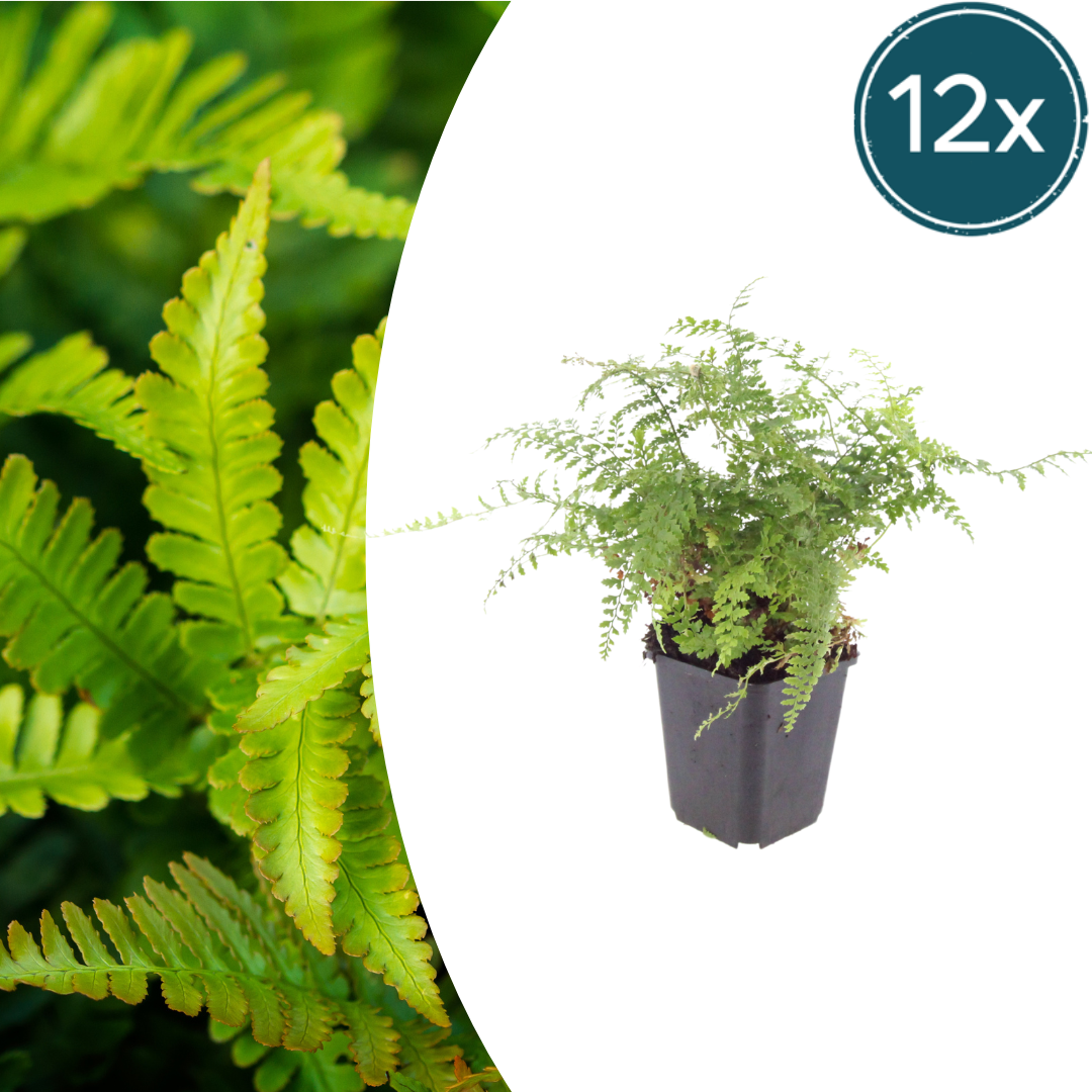12X Polystichum Set. 'Herrenhausen'- ↕10-25Cm - Ø9Cm