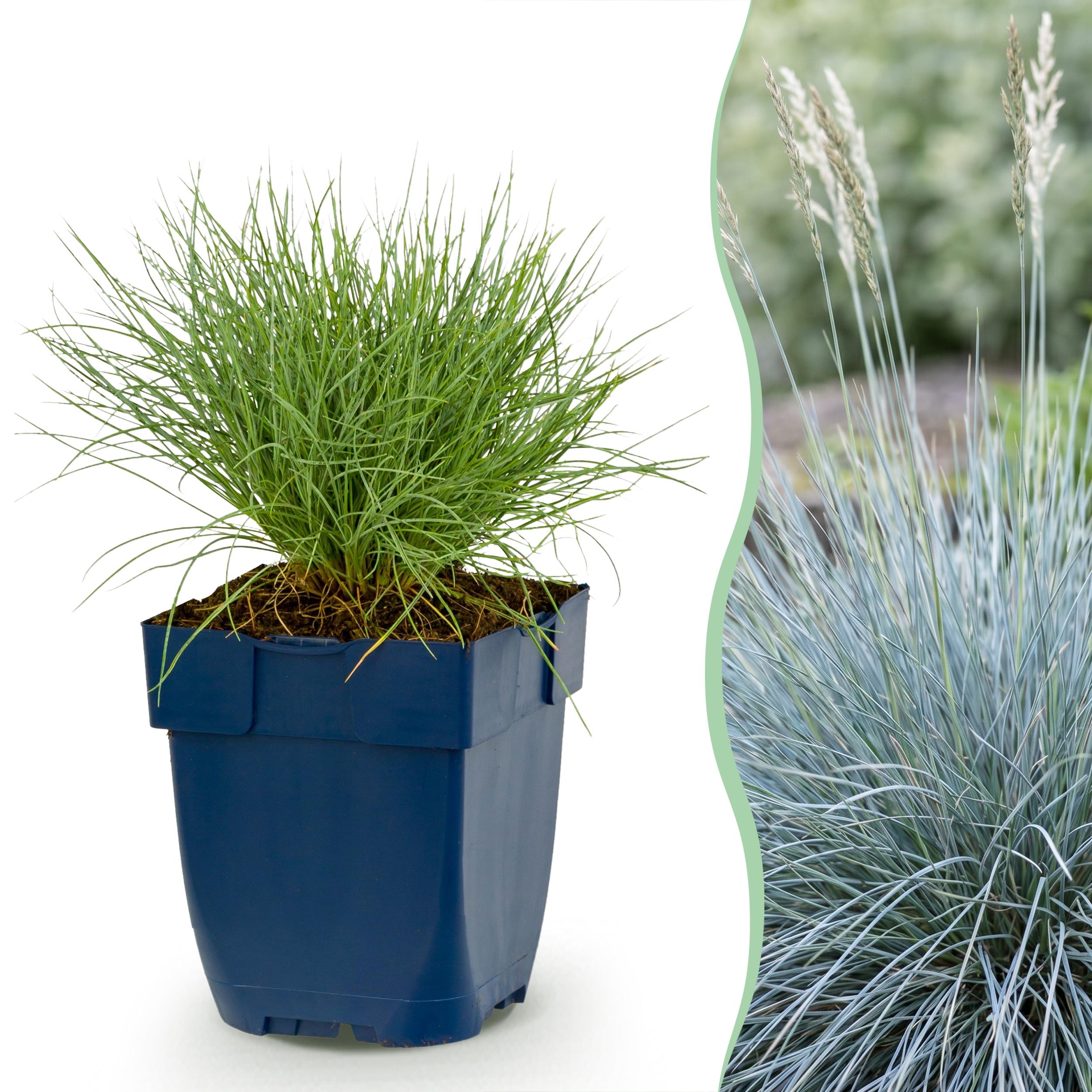 12x Festuca Glauca - Blauwgras - Groenblijvend - Blauw - Ø 11Cm - ↑ 15-25Cm