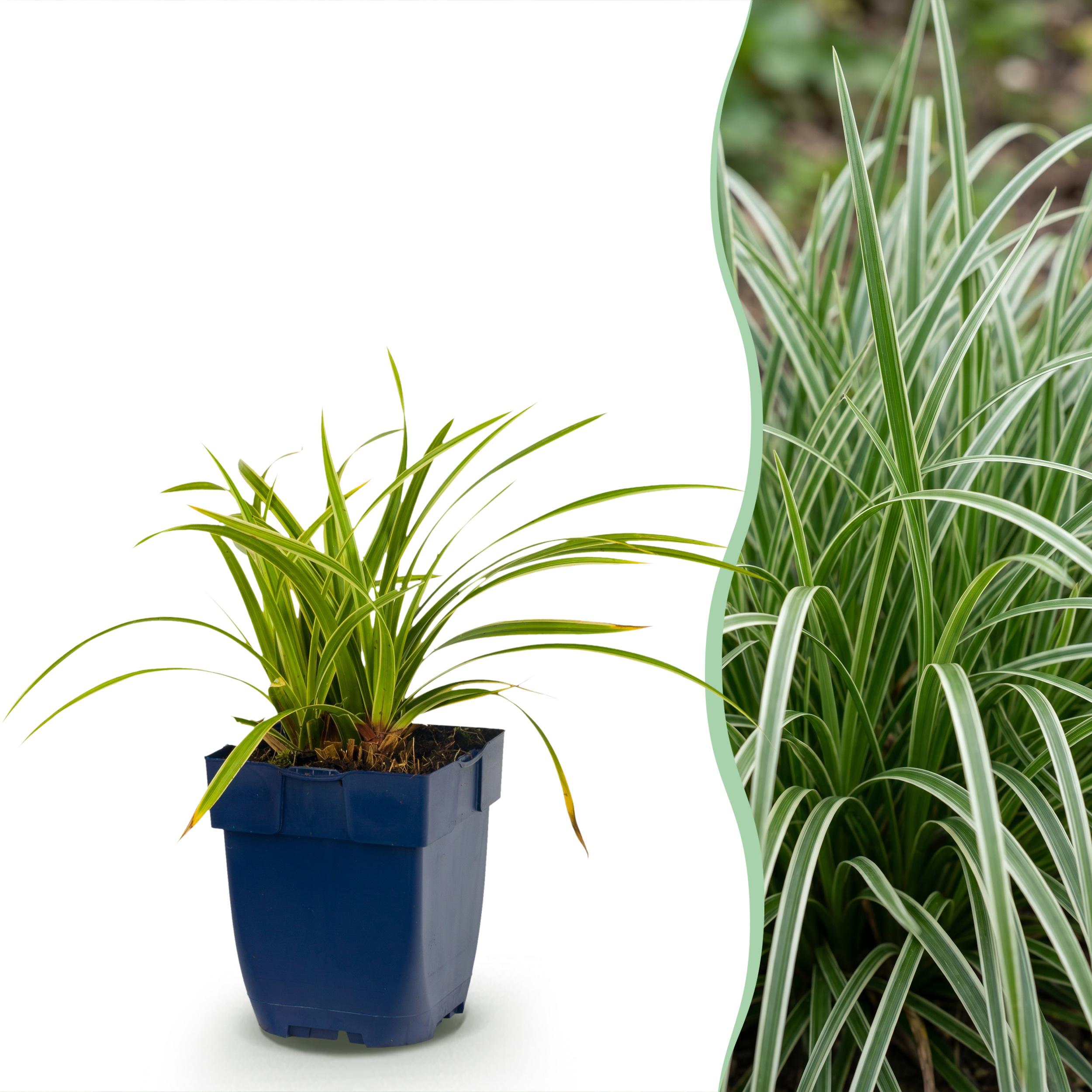 12x Grassen - Carex Morrowii Ice Dance - Japanse Zegge - Groenblijvend - Creme-Groen - Ø 11Cm - ↑ 15-25Cm