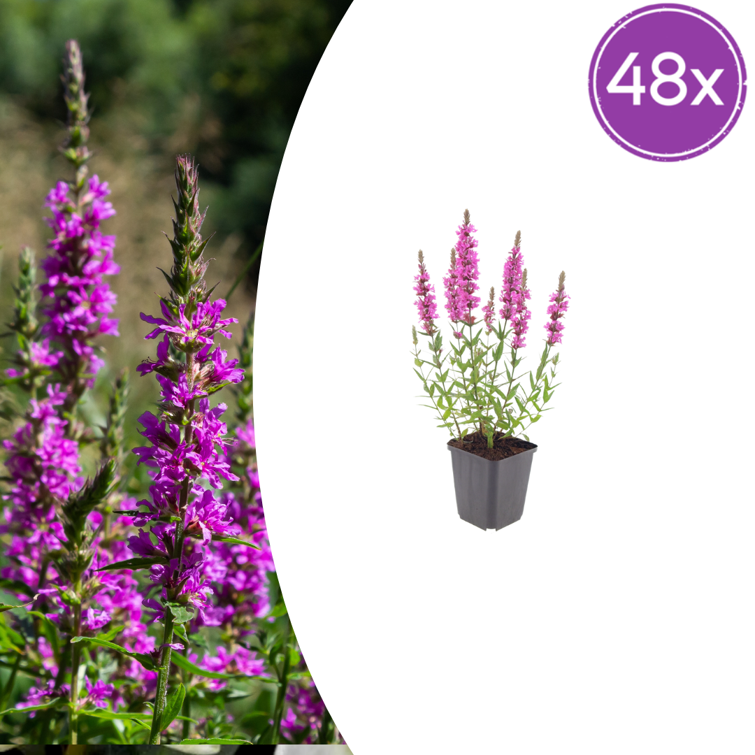 48X Lythrum Salicaria - ↕10-25Cm - Ø9Cm