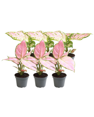 6x Aglaonema Mix - 3x Red Valentine 3x Red Zirkon