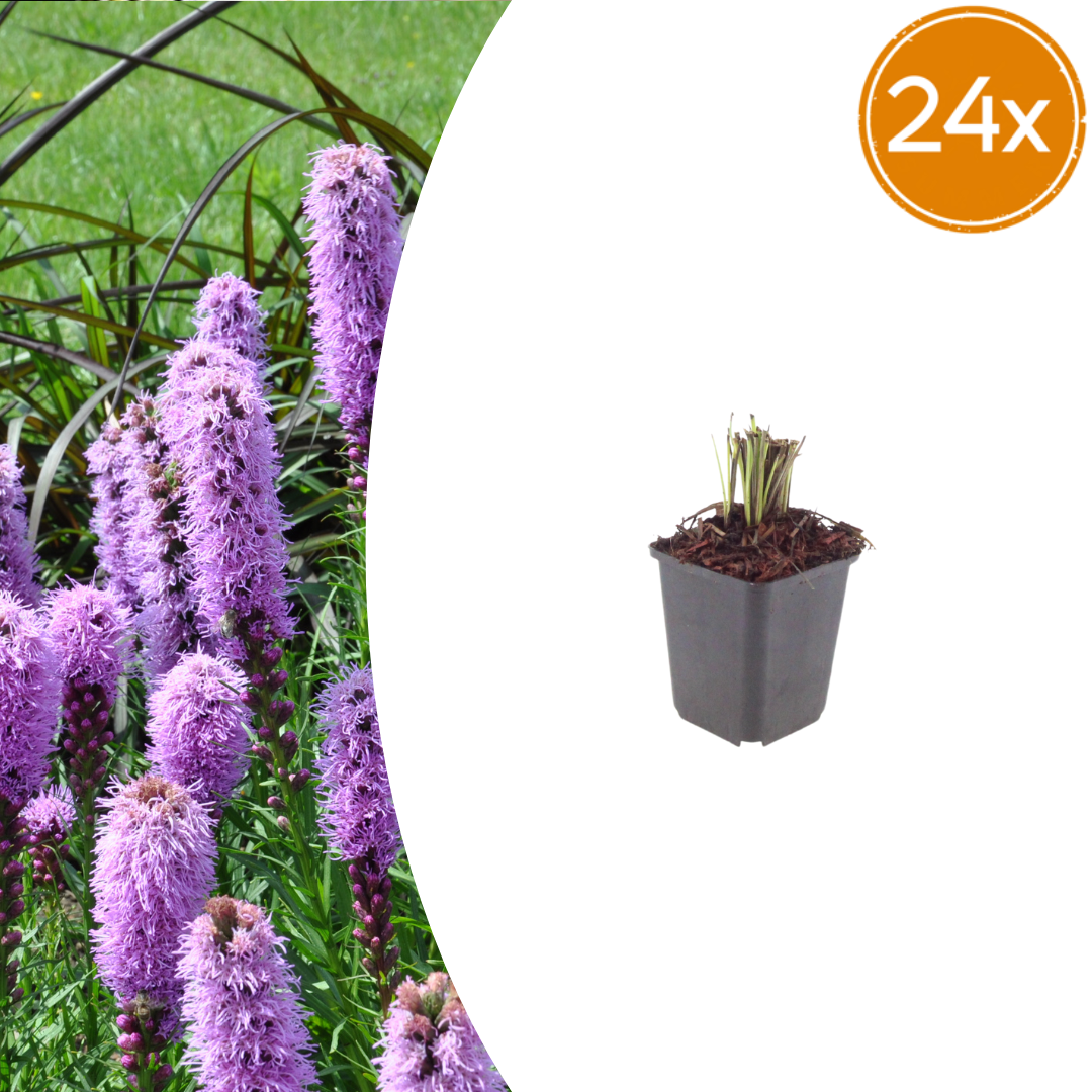 24X Liatris Spicata - ↕10-25Cm - Ø9Cm