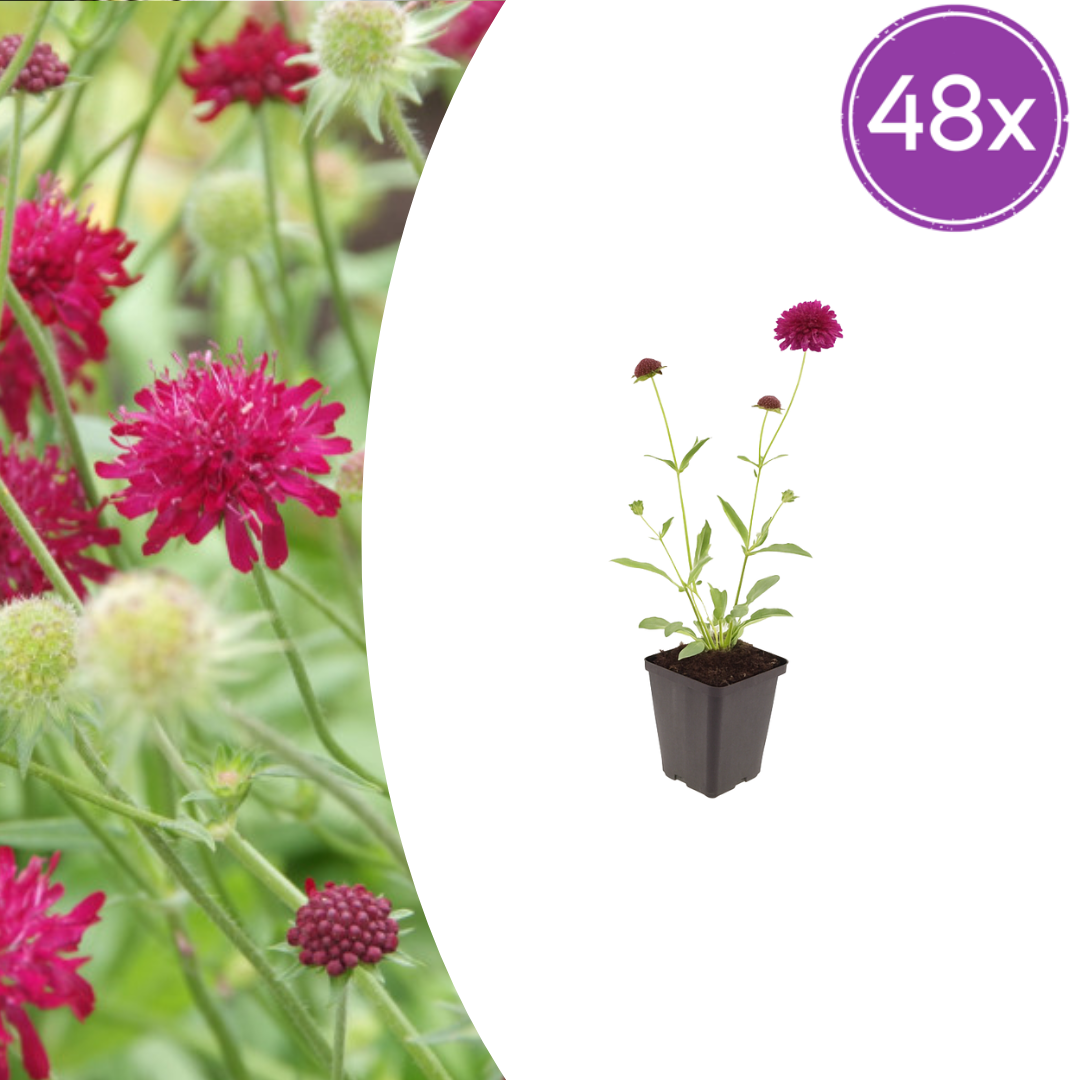 48X Knautia Macedonica - ↕10-25Cm - Ø9Cm
