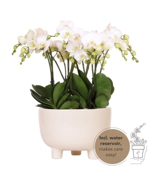 Witte plantenset in Gummy dish incl. waterreservoir