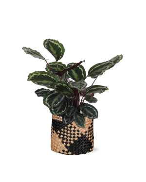 Calathea Medaillon Ø21cm - ↕70cm in albury zwart print mand