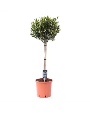 Olea Olijfboom op stam - S/M