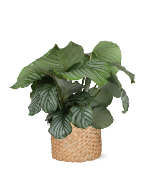 Calathea Orbifolia Ø21cm - ↕70cm in albury natural mand
