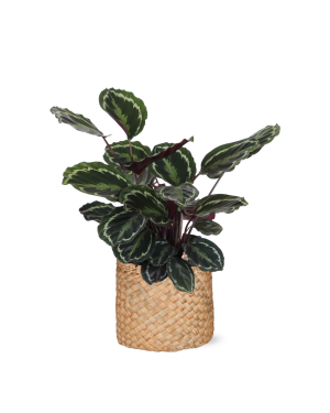 Calathea Medaillon Ø21cm - ↕70cm in albury natural mand