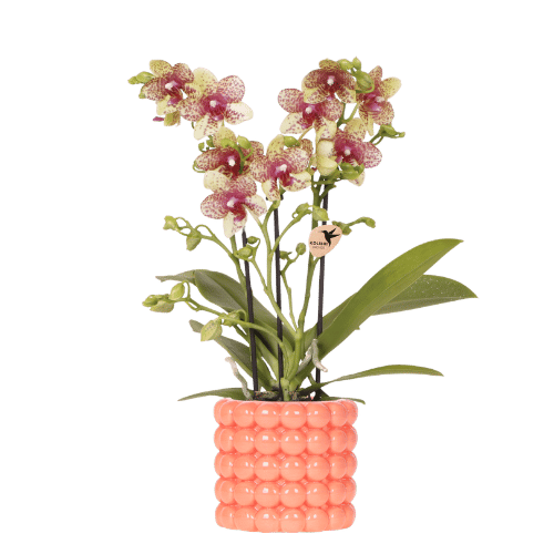 Oranje Orchidee Grosetto Met Poppy Sier∅ Oranje– Ø9 Cm