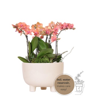 Oranje plantenset in Gummy dish incl. waterreservoir