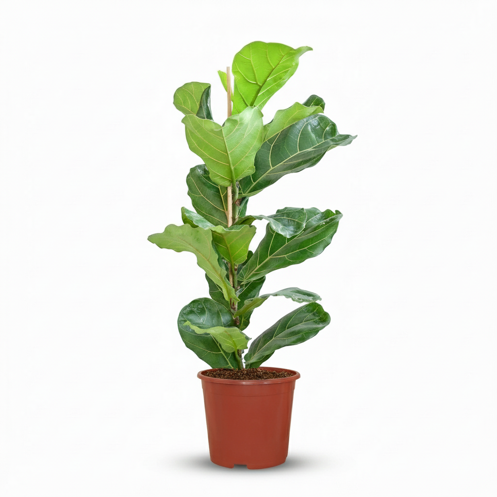 Vioolbladplant - Ficus Lyrata ∅ 21Cm - ↕ 75 - 85Cm