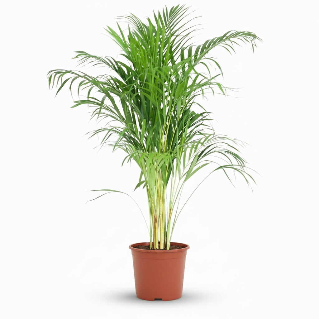Goudpalm - Dypsis Lutescens Areca ∅ 21Cm - ↕ 90 - 100Cm