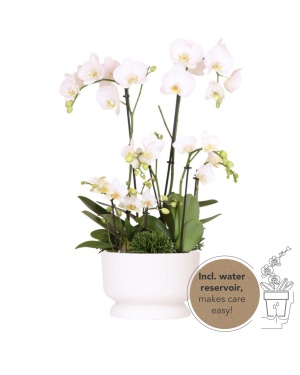Witte plantenset in Diabolo white dish incl. waterreservoir
