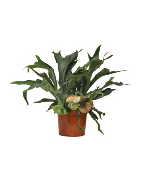 Platycerium Bifurcatum - Ø26 ↕80