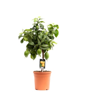Citrus Lemon - Ø19cm - ↕70cm