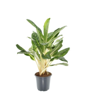 Aglaonema Keylime - Ø21cm - ↕70cm