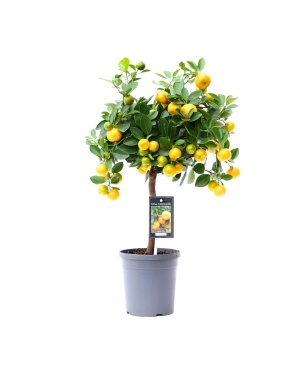 Citrus Calamondin - Ø15cm - ↕45cm