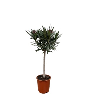 Nerium Oleander op stam met witte bloem - 90cm - Ø30