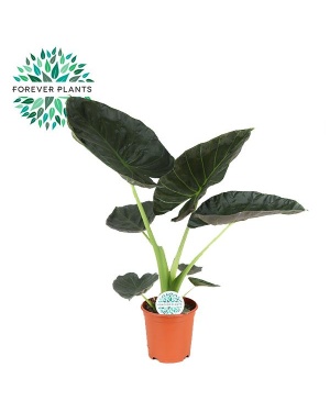 Alocasia Regal Shield - Ø21cm - ↕90cm