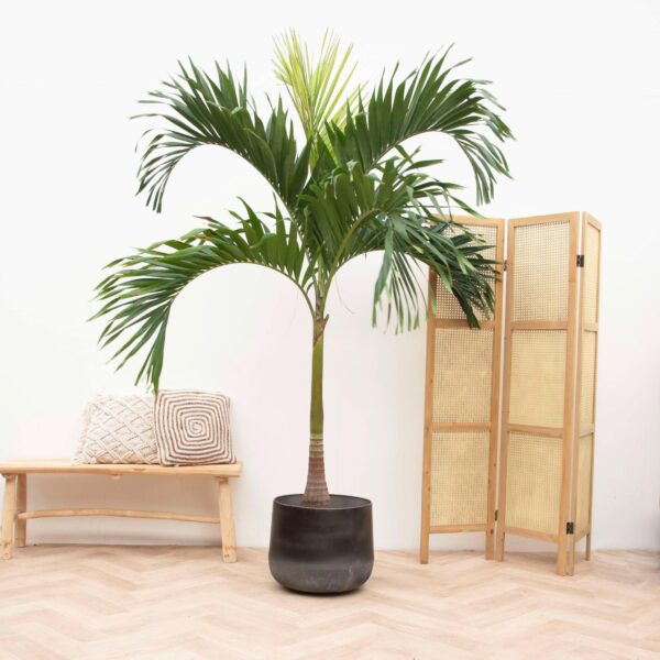 veitchia palm veitchia palm