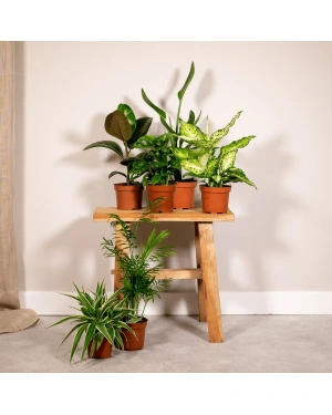 verrassingsbox 6 kamerplanten