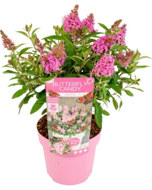 vlinderstruik roze