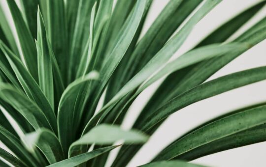 yucca bladeren