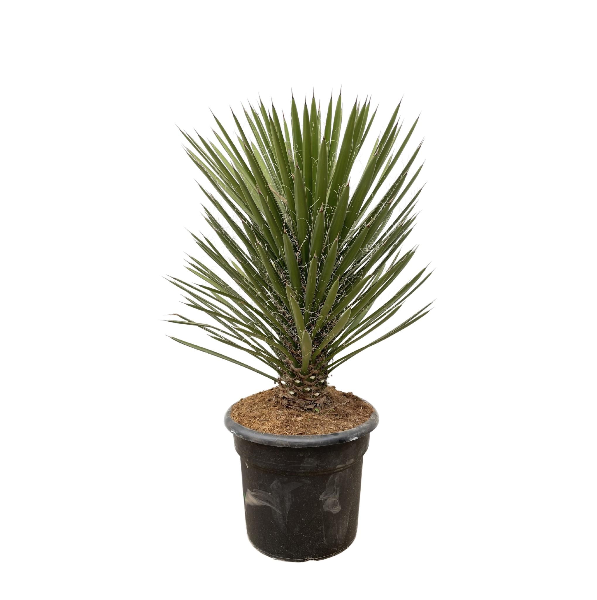 yucca filifera australis