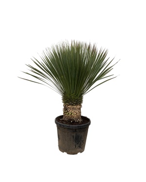 yucca rostrata