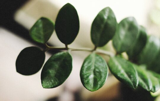 zamioculcas